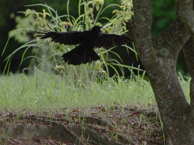 ELEnVugKX,Large-billed Crow